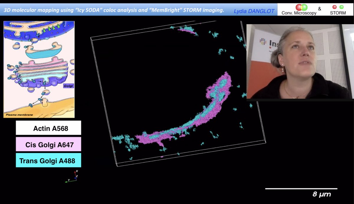 Karine MONIER (@kmonier007) on Twitter photo 6ème cours sur les organelles en SMLM avec <a href="/LydiaDanglot/">Danglot</a> pour l'#ANF "Microscopie de super-resolution PALM/STORM en biologie cellulaire" en version multi-site (Bordeaux @magali_mondin, Lyon <a href="/kmonier007/">Karine MONIER</a>, Montpellier <a href="/MuriauxD/">MURIAUX Delphine</a> <a href="/mailfertSeb/">Sébastien Mailfert</a>, Paris <a href="/LydiaDanglot/">Danglot</a>) grâce <a href="/RTMFM1/">MFM_Microscopy</a> 6ème cours sur les organelles en SMLM avec <a href="/LydiaDanglot/">Danglot</a> pour l'#ANF "Microscopie de super-resolution PALM/STORM en biologie cellulaire" en version multi-site (Bordeaux @magali_mondin, Lyon <a href="/kmonier007/">Karine MONIER</a>, Montpellier <a href="/MuriauxD/">MURIAUX Delphine</a> <a href="/mailfertSeb/">Sébastien Mailfert</a>, Paris <a href="/LydiaDanglot/">Danglot</a>) grâce <a href="/RTMFM1/">MFM_Microscopy</a>