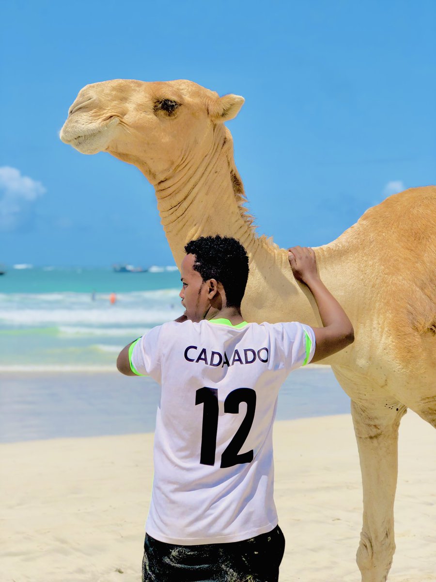 liiabdii's tweet photo. Udiyaar garowga todobaadka xuriyadda🇸🇴Lasoco Muuqaalo Qurux Badan 🐪🐪🐪🐪@NasraBashiir https://t.co/kbUE2sXXmI