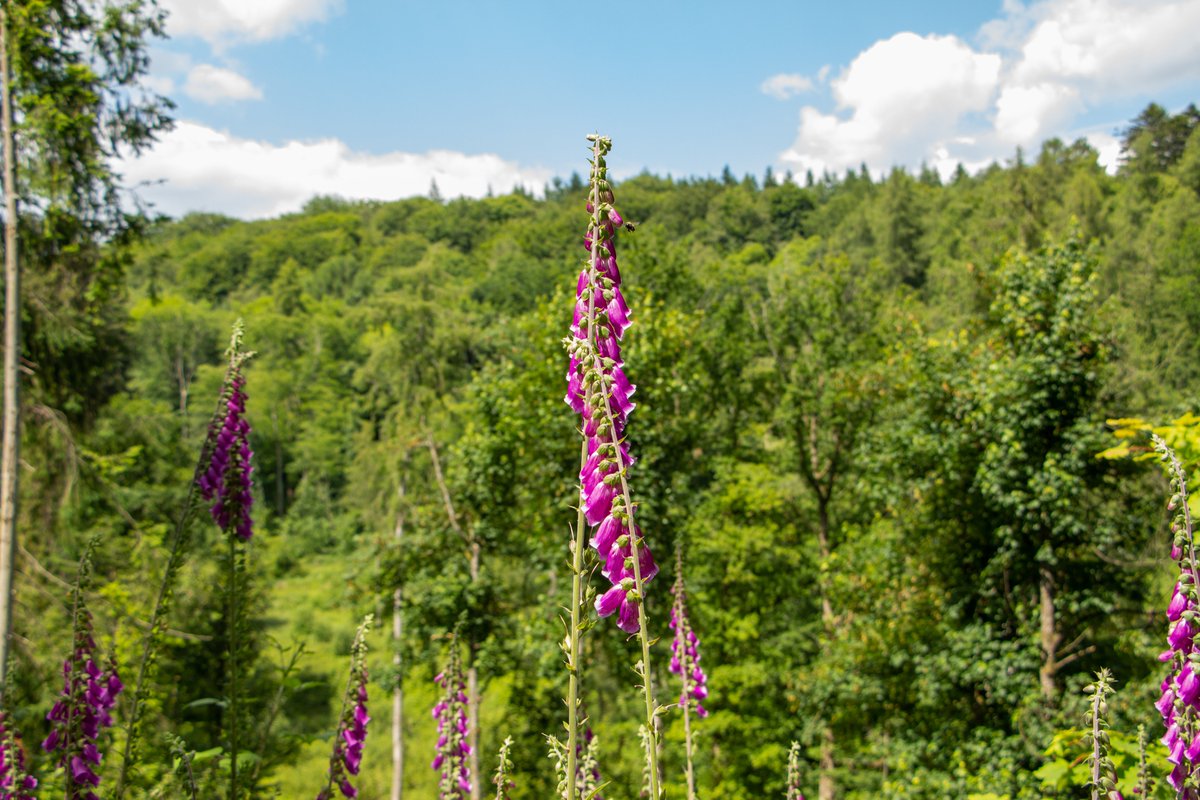 It's another lovely day. The perfect time to get out and enjoy the natural world. #nationaltrust #foxglove #parkland #walking #yarpole #ludlow #visitherefordshire