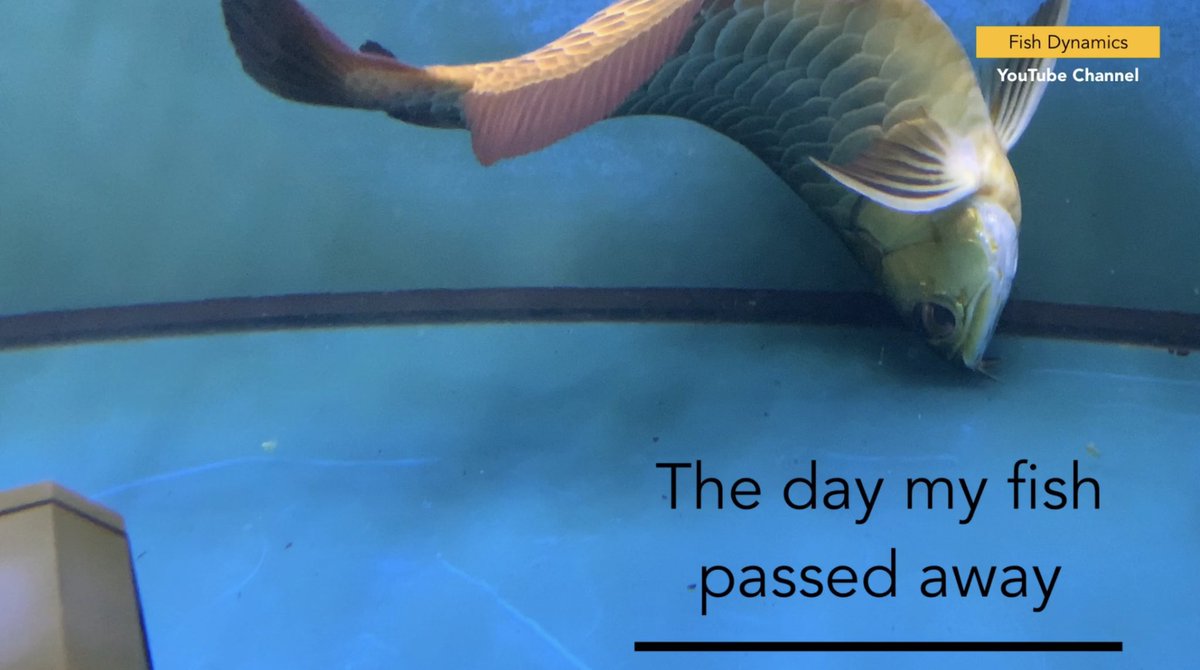 Fish_Dynamics's tweet image. My Arowana Passed Away