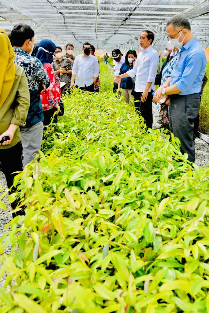 jokowi's tweet photo. Meninjau Persemaian Mentawir di Penajam Paser Utara. Persemaian ini adalah wujud nyata keseriusan pemerintah menata lingkungan di kawasan IKN ini.

Pemerintah menargetkan komposisi lingkungan alam IKN nantinya sebesar 75-80 %, sesuai konsep IKN sebagai forest city. https://t.co/GxqJR1F19t