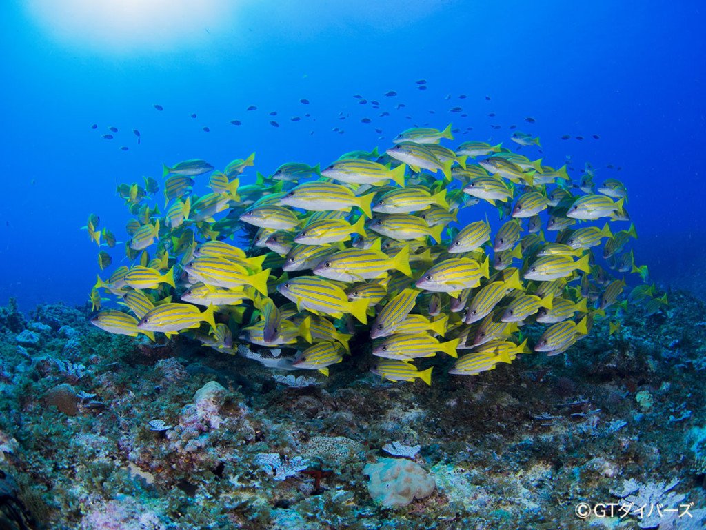 Suituberカズ 沖永良部島ダイビング Gt Divers Twitter
