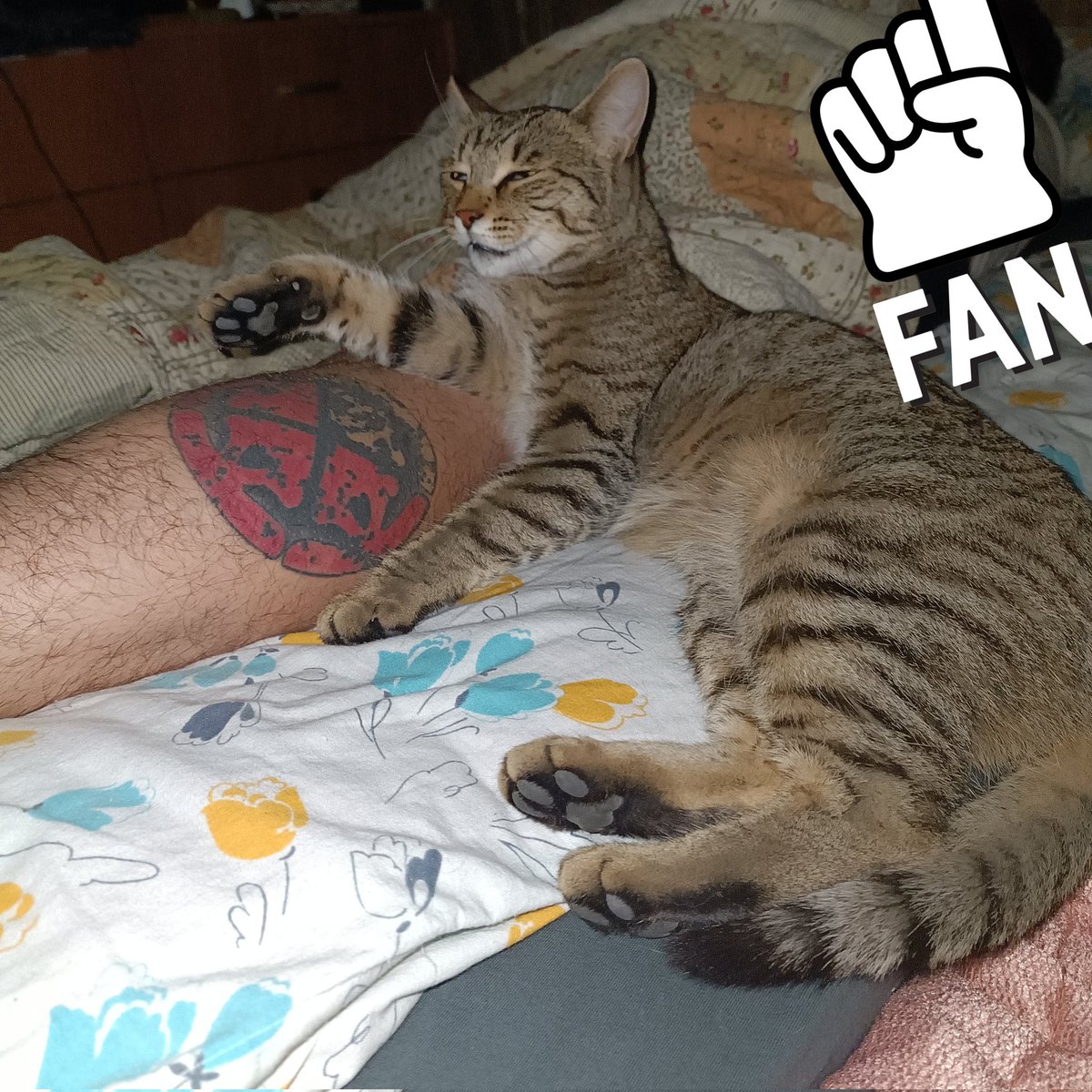 _k_kate's tweet photo. The best place to sleep 😆
@OffiLIFEOFAGONY @MinaCaputo #catsofinstagram #catgirl #cat https://t.co/U29j19ykRn https://t.co/EbId5Khioz https://t.co/AOyofopPEg