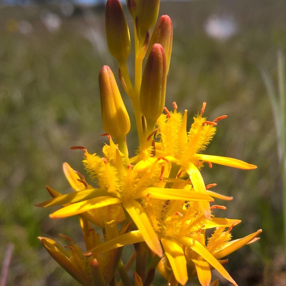 PurbeckWild's tweet photo. Bog Asphodel. Irresistibly photogenic.
#wildflowerhour #365dayswild #asphodel #heaths #bogs https://t.co/5bnmovySgi