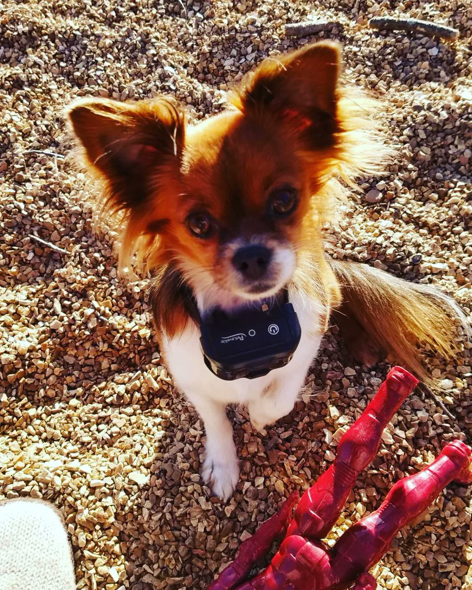 PetLevelUp's tweet photo. PetLevelUp Receiver is quite light even for small dogs 🐾🐕‍🦺 https://t.co/uHcZRb6tHC