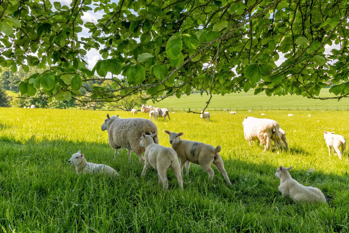 NEW | Whitehall Farm, Insch, Aberdeenshire 🚜🌳🐴
Farmhouse, outbuildings and 75 acres of farmland, #woodland & lochan.
💻 tinyurl.com/bdfxkknw
☎️ 01224 860710 aberdeen@galbraithgroup.com.
#NewToTheMarket #ScottishFarm #LifestyleFarm #Insch #ExpertsInOurField  #Aberdeenshire