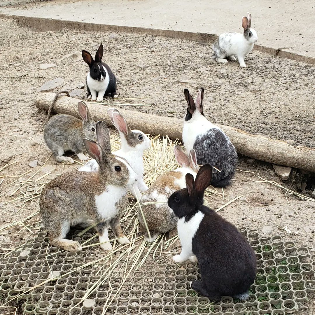 Tsu7Ki's tweet photo. #うさぎ https://t.co/9q52YGAUk0