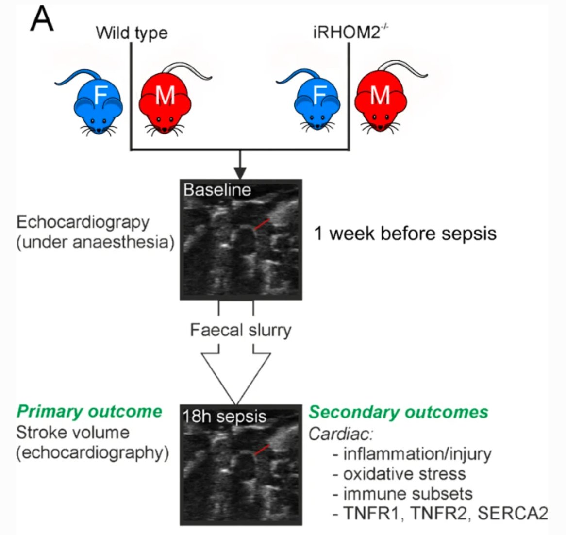 ICMexperimental's tweet photo. Did you miss our latest #MurineModel about Sex differences in sepsis⁉️
#Gender differences are found
♂️ hyperdynamic response
♂️ ⬆️ 💗 infiltration of CD4 + leukocytes and TNFα
♀️ cardioprotective in early sepsis
Read more 👉https://t.co/AKAT5ddtNo
#sepsis #ICU #research https://t.co/jDw4ZjOzzp