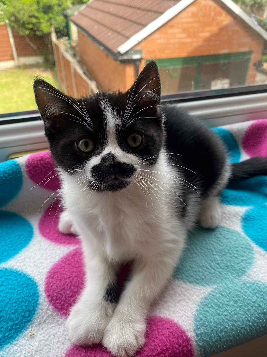 Rescue kitties hotsell