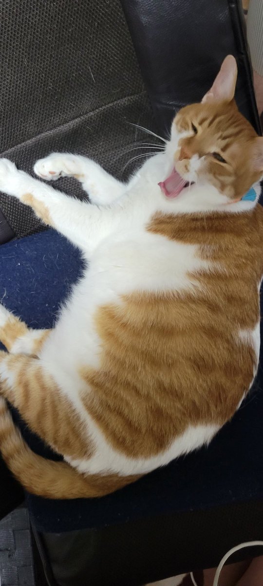 rudolf_cat's tweet photo. https://t.co/fVjETJ3DJq