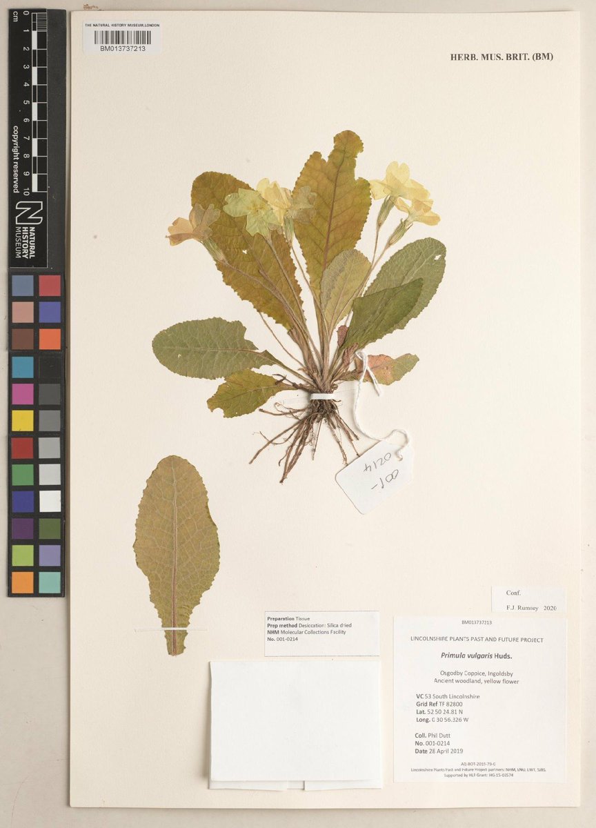 NHM_Botany's tweet photo. Passionate about British plants? Want to help shape the future development of the British and Irish Herbarium @NHM_London? We are recruiting for a permanent Curator/Senior Curator. For details see: https://t.co/VyF2Jenxlp https://t.co/5PKGTnIMBI