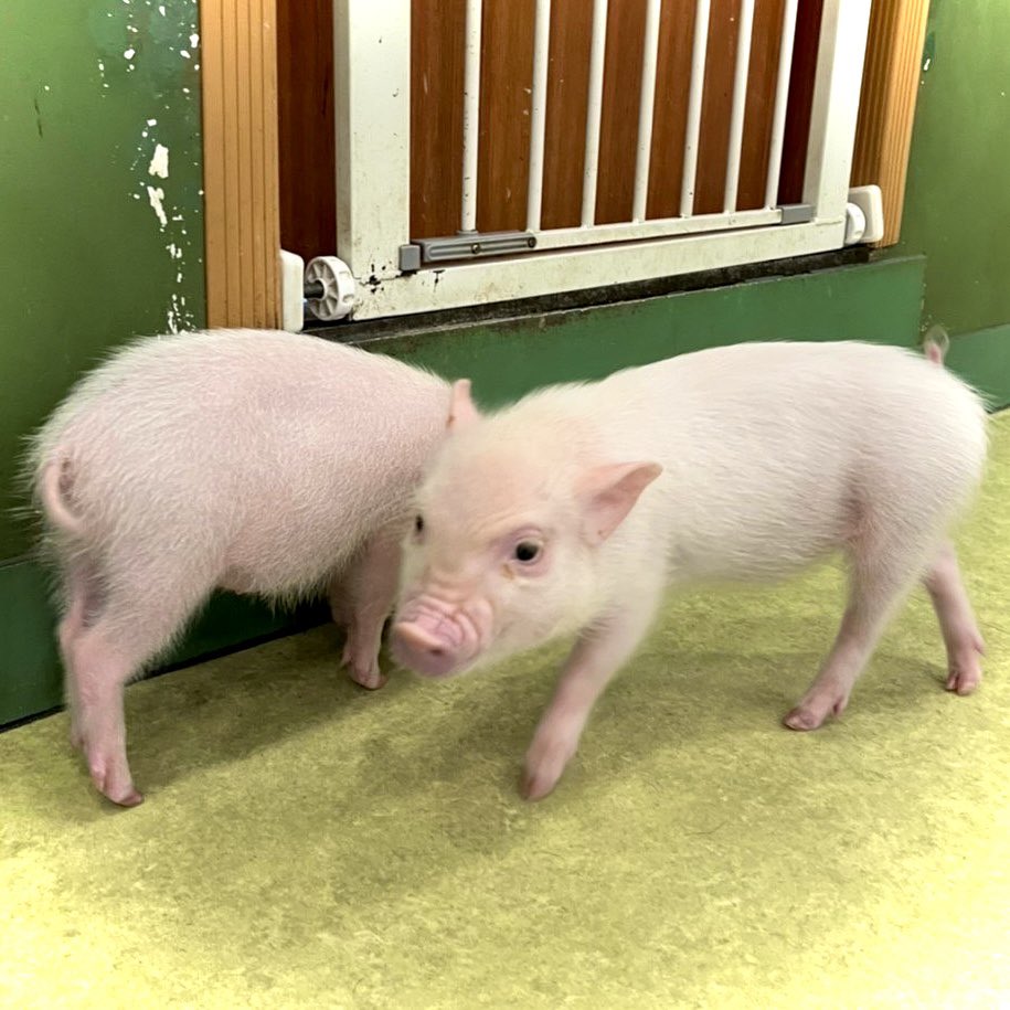 子豚可愛い Twitter Search Twitter