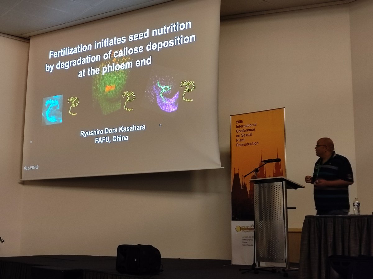 iasprr's tweet photo. Our next speaker is Ryushiro Dora Kasahara @NagoyaUniv and his talk on how #PlantFertilization initiates #seed nutrition by degradation of #callose deposition at the phloem end #ICSPR2022🌱. https://t.co/LNBifPRuO2