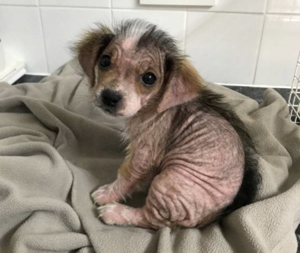 briteside6's tweet image. Two weeks into a Brazilian…