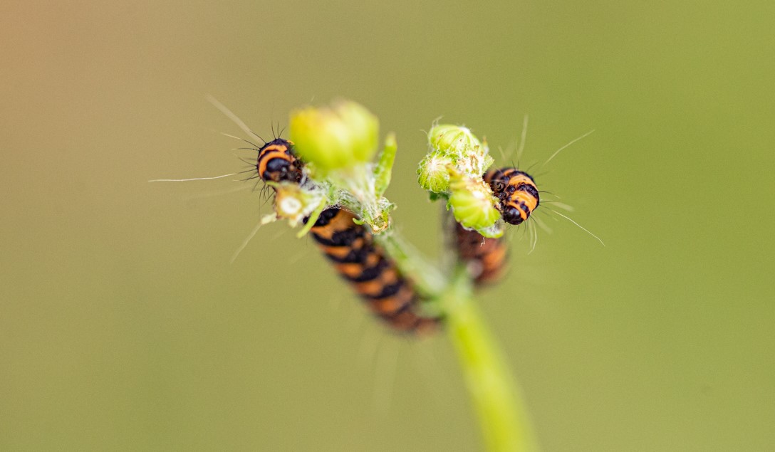 GressenhallFW's tweet photo. Hurray for @RoyEntSoc's @insectweek - #WhatIsYourFavouriteInsect? We're big fans of these hairy #CinnabarMoth #caterpillars, and their fondness for chomping ragwort (which is toxic for livestock if eaten!). Join us for some #BugHunting in July! #InsectWeek2022 π· S. Darnell 2021 https://t.co/fWbQdpM9EE