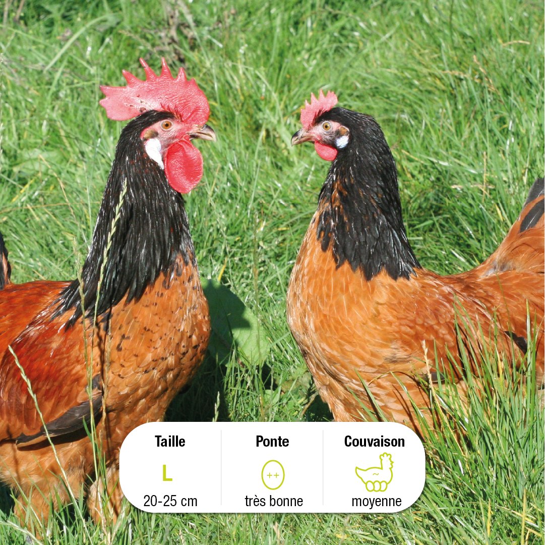 FermedeBeaumont's tweet photo. 🪶 Vive et à la forme élancée, la #Vorwerk a un beau #plumage bicolore qui se retrouve à la fois chez le #coq et la #poule !

Besoin de #conseils pour bien accueillir vos poules à la maison ? Rendez-vous sur notre #blog 👉 https://t.co/4v8FZCphoa https://t.co/uQcplILnAs