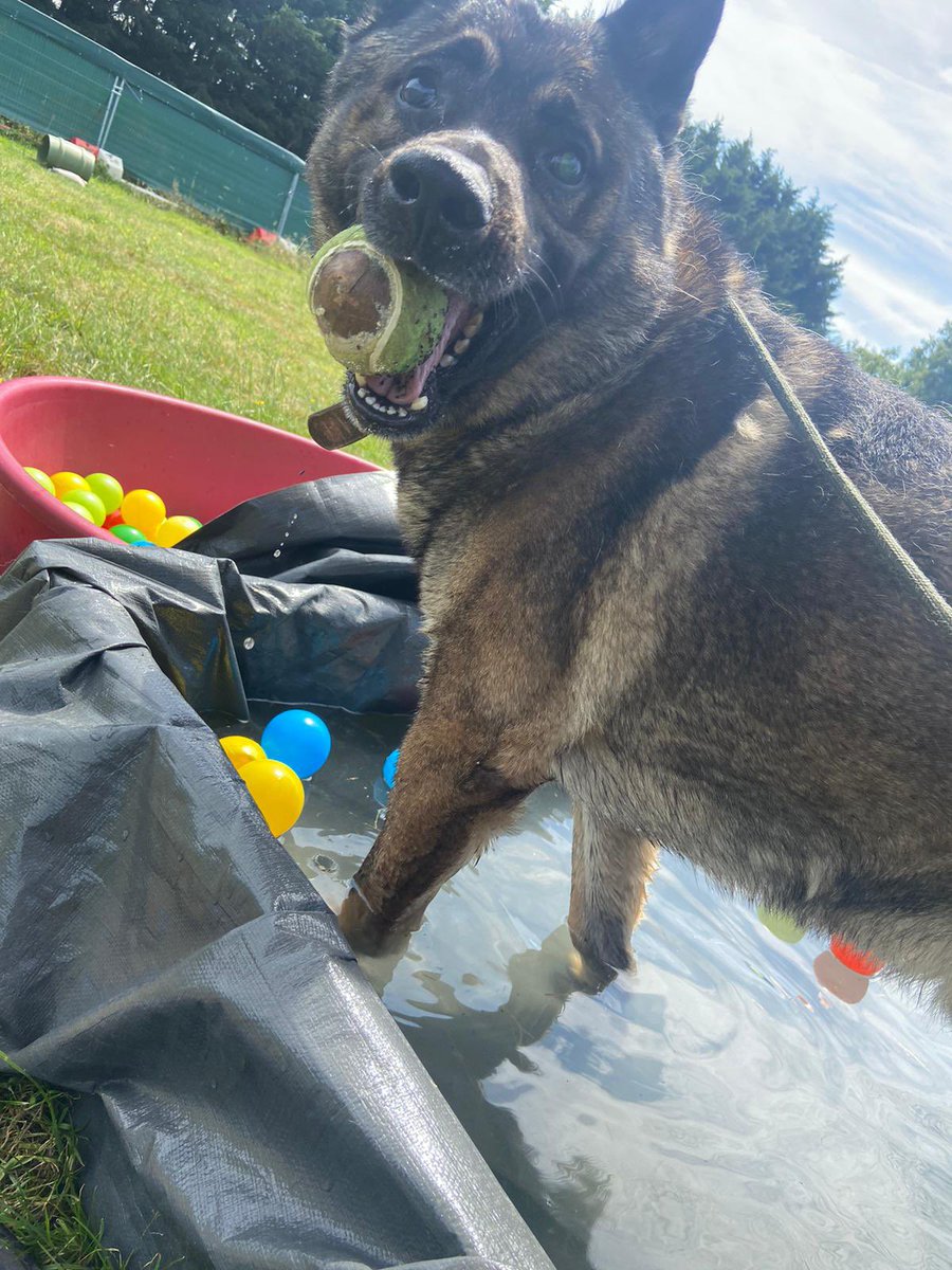 Dogs On The Streets tweet media