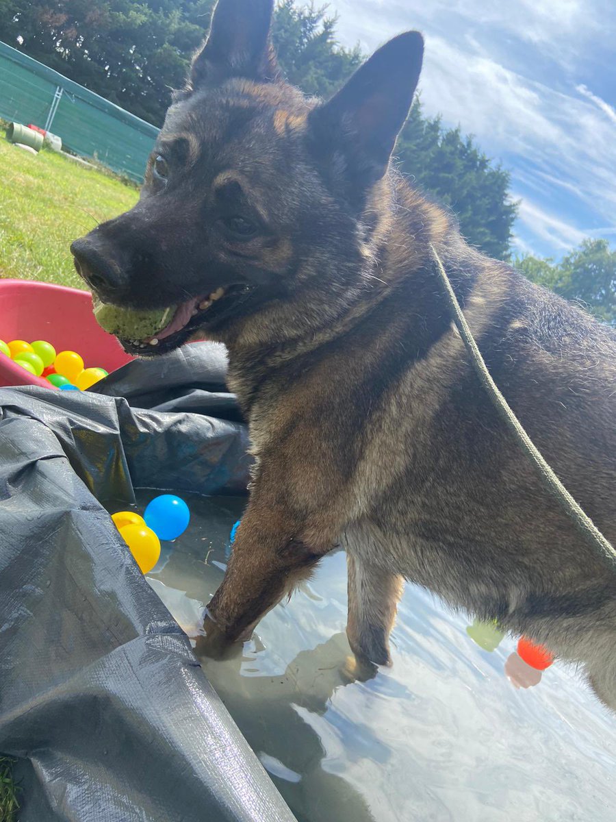 Here is Anelka ,a blind GSD in now our ownership after his owner became street homeless &amp; knew this wasn’t the place for his dog to be in.

Anelka we would love to re home but been difficult due to him being blind, he loves snuggles,boomer balls &amp; now water play. A beautiful boy