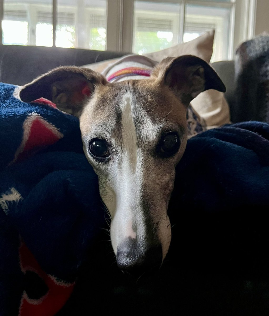 CoraTheWhippet's tweet image. Patiently waiting to swoop in and finish Maddie’s food, even though I ate mine first. 😋
 
Question for #whippetwednesday: 
Are whippets always hungry? 
#whippet #dogsoftwitter #dogs