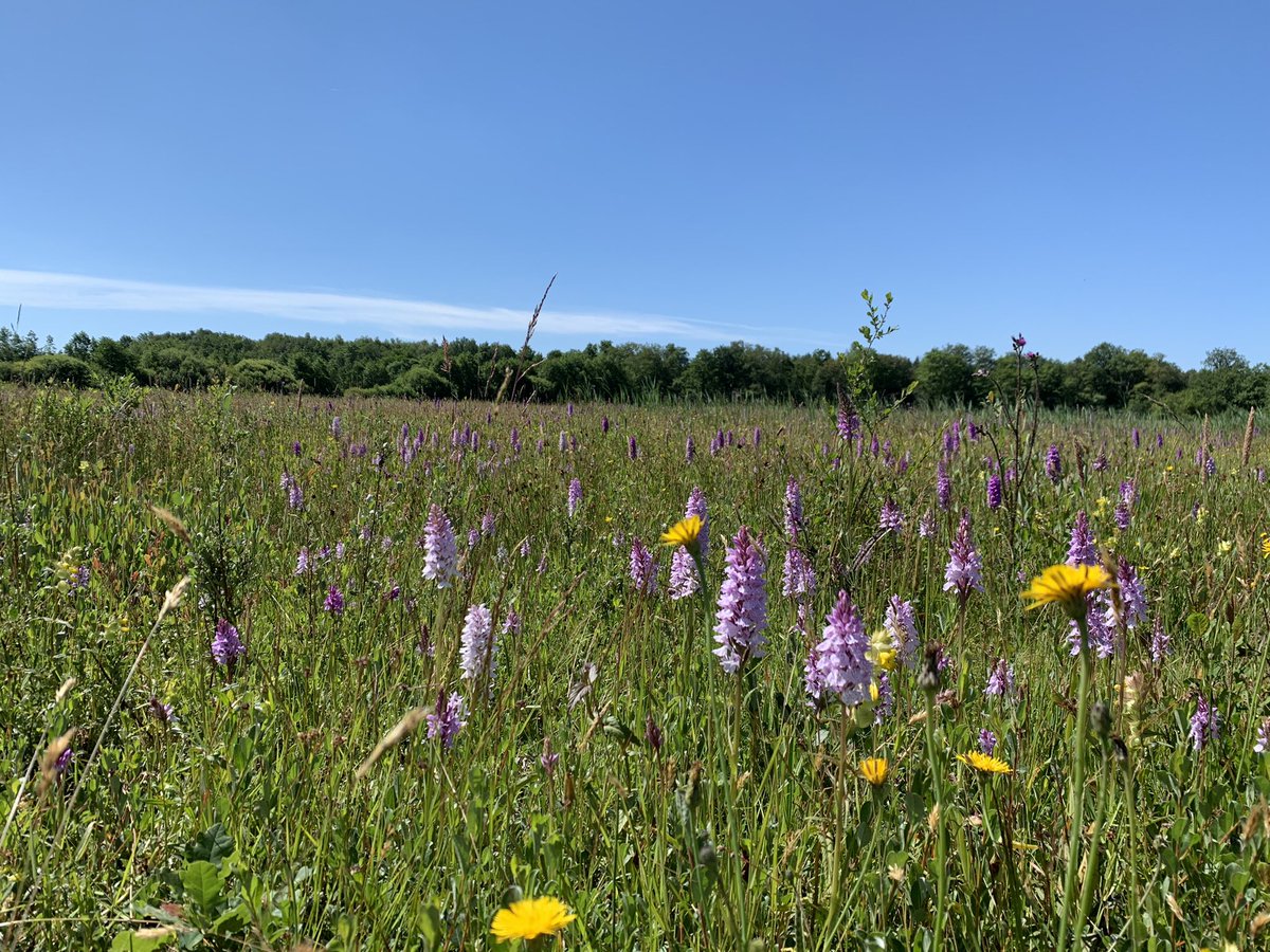 Vanochtend eerst op het Scharreveld van <a href="/drentslandschap/">Het Drentse Landschap</a> gelopen en daarna foto’s van de bloeiende orchideeën gemaakt achter de Vossenberg.