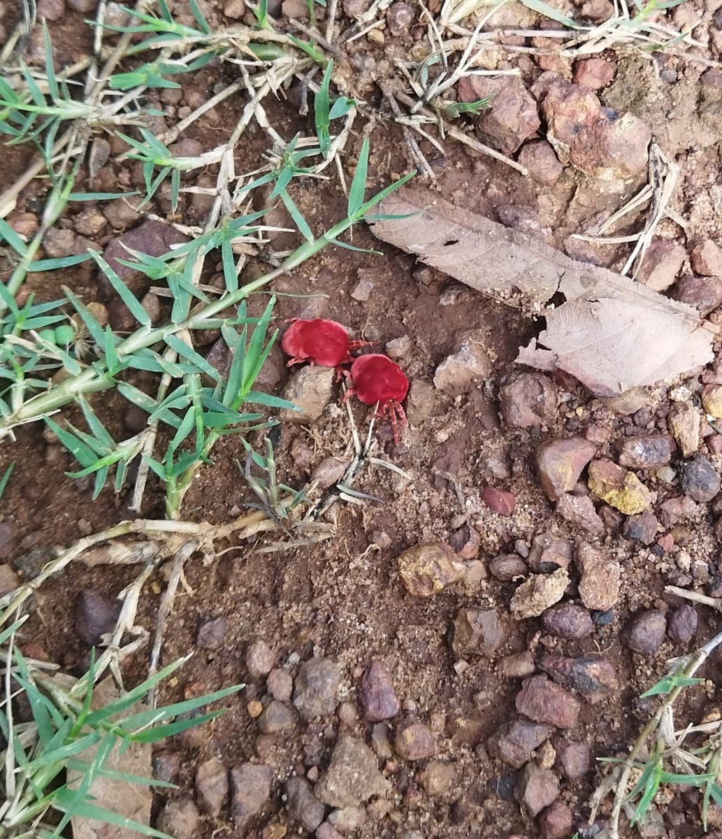 soumyaarath's tweet photo. Today's sight ...
They won't stop to amaze you...
#REDVELVETMITE
#ସାଧବବୋହୁ https://t.co/OsOmxUS2Hp