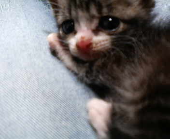 gayocats's tweet photo. 1102094465294 https://t.co/9ulrtNh0EF