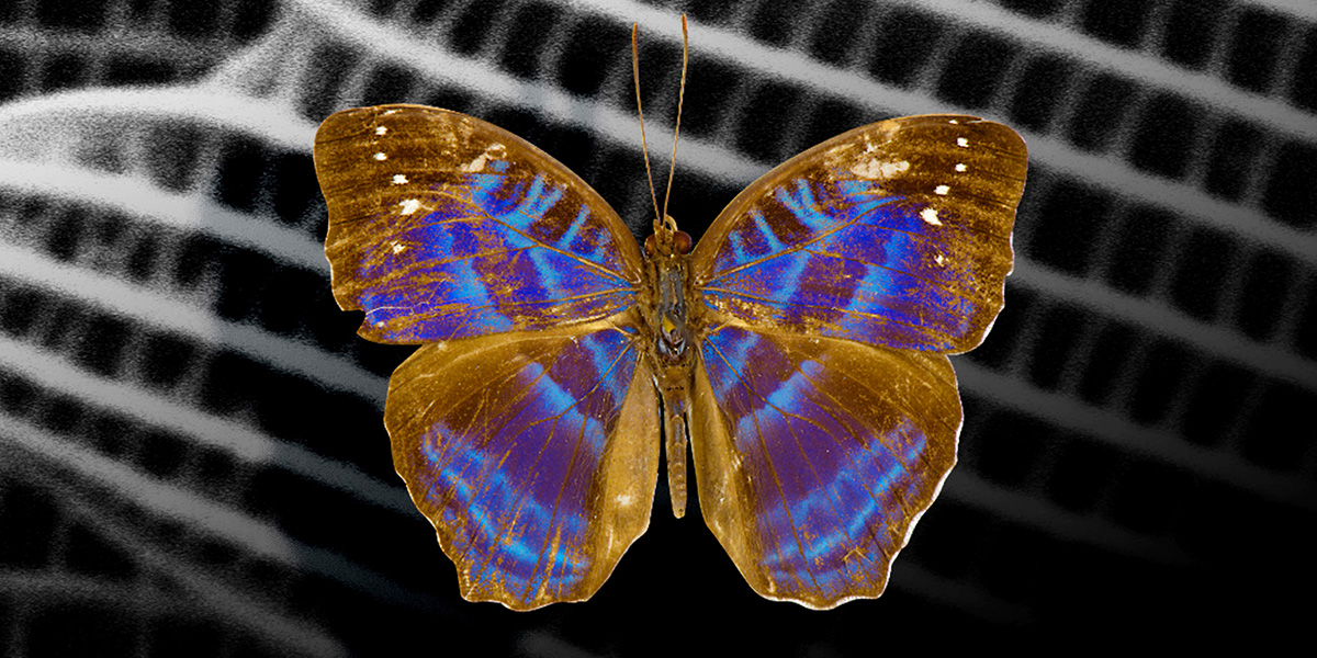 NanoscribeGmbH's tweet photo. Scientists from @ETH used Nanoscribe’s #3Dprinters to fabricate structures observed in the Cynandra opis butterfly, generating #structuralcolors. Another team from @ASTARsg & @sutdsg printed microobjects that reflect brilliant colors in 3D. More 👉https://t.co/uCw9w5s3fl https://t.co/Wdmfb2X54D