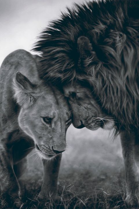 AlmazGZ's tweet photo. bom dia #love https://t.co/1OWS2vTRo8