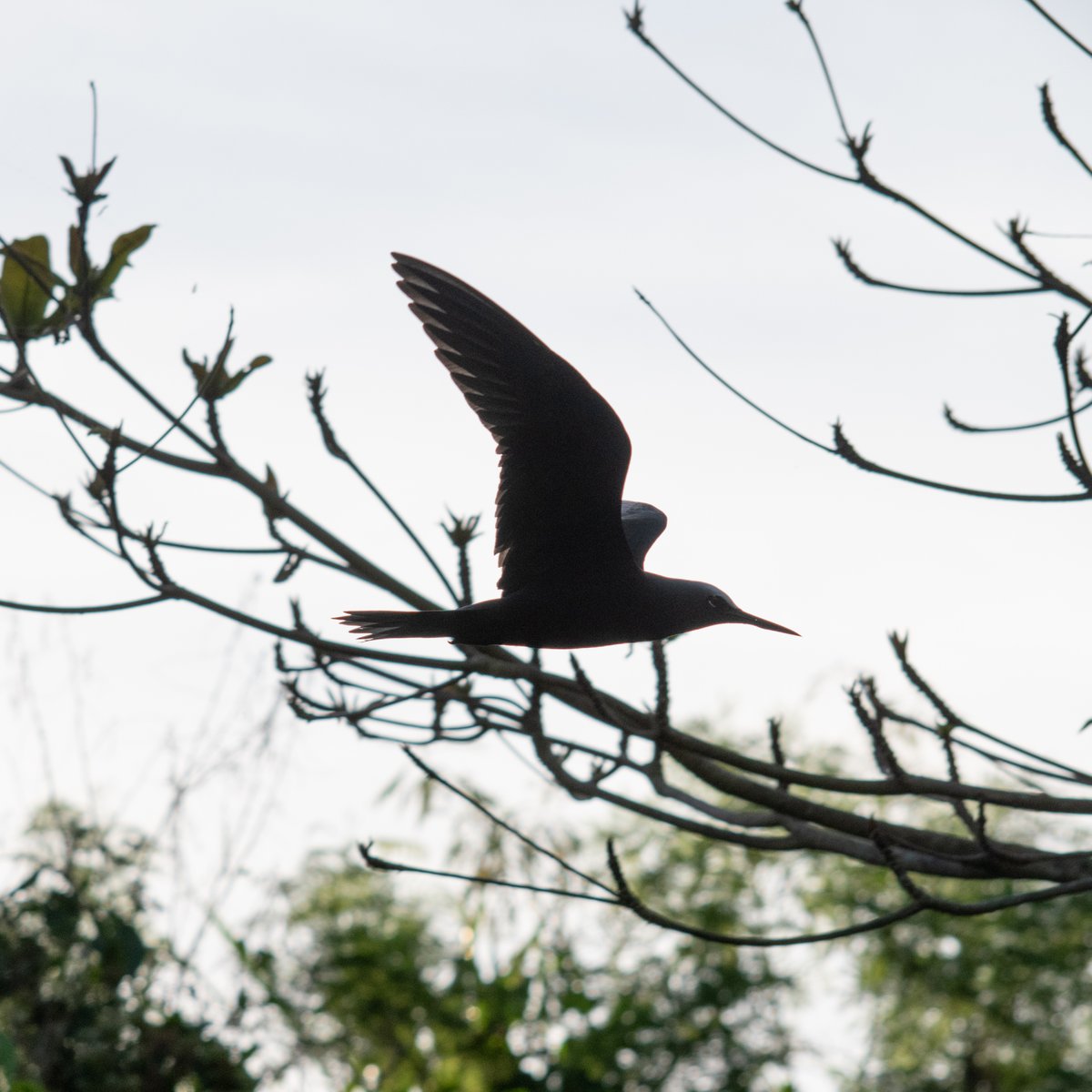 Kaeli Swift, Ph.D. tweet media