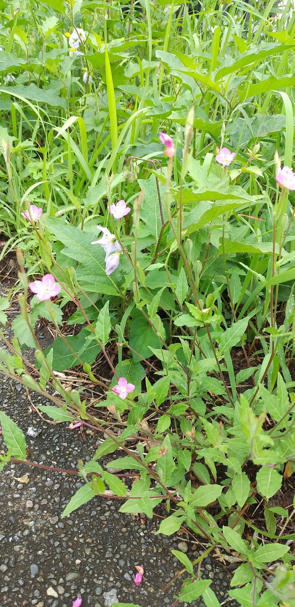 すらかき飄乎on Twitter 俳句 季語 Haiku Kigo Jhaiku 夕化粧居竝ぶ蔭に惡茄子https T Co Usrjozfg3f Twitter