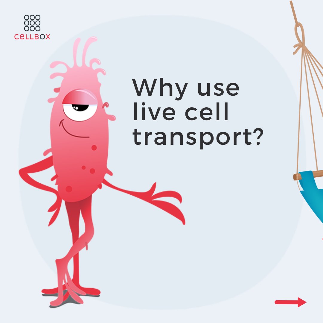 Cellbox_'s tweet photo. π₯Ά Ever considered the negative effects of cryopreserved transports?
Or the #benefits live cell transport offers? π€©
#CELLBOX
#livecellshipper
#transport #logistic #livecell
#betterresearch #cryopreservation