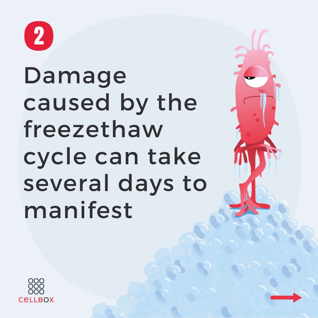 Cellbox_'s tweet photo. π₯Ά Ever considered the negative effects of cryopreserved transports?
Or the #benefits live cell transport offers? π€©
#CELLBOX
#livecellshipper
#transport #logistic #livecell
#betterresearch #cryopreservation