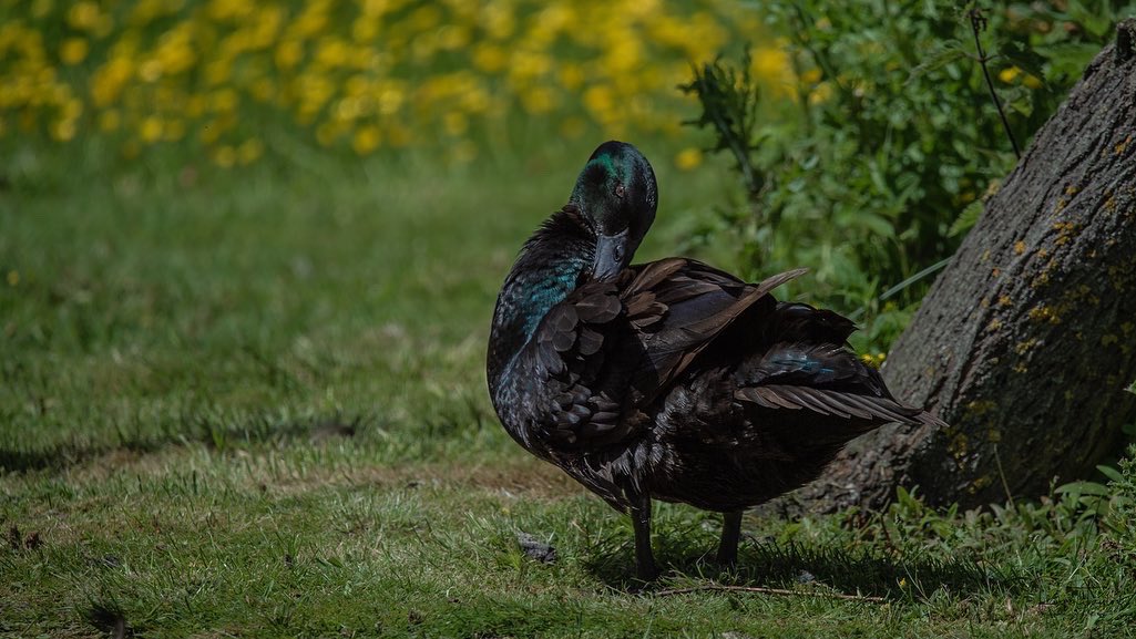 rogertaylorphot's tweet photo. This was the first time I’ve seen a Cayuga duck, some assumptions are made that it is partly descended from the American Black Duck, which is the closest wild relative of the Mallard
@UKNikon
@natures_voice
#birdphotography
#TwitterNatureCommunity
#nikonphotography
#cpfeatureme https://t.co/y3EBnlfpEx