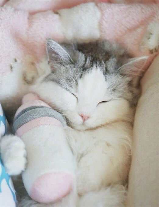 <a href="/kxdwxq_/">กอดกอด</a> นิลหลับไปแล้วเพิ่งมาเห็น ขอโทษฮะมัมหมี😿