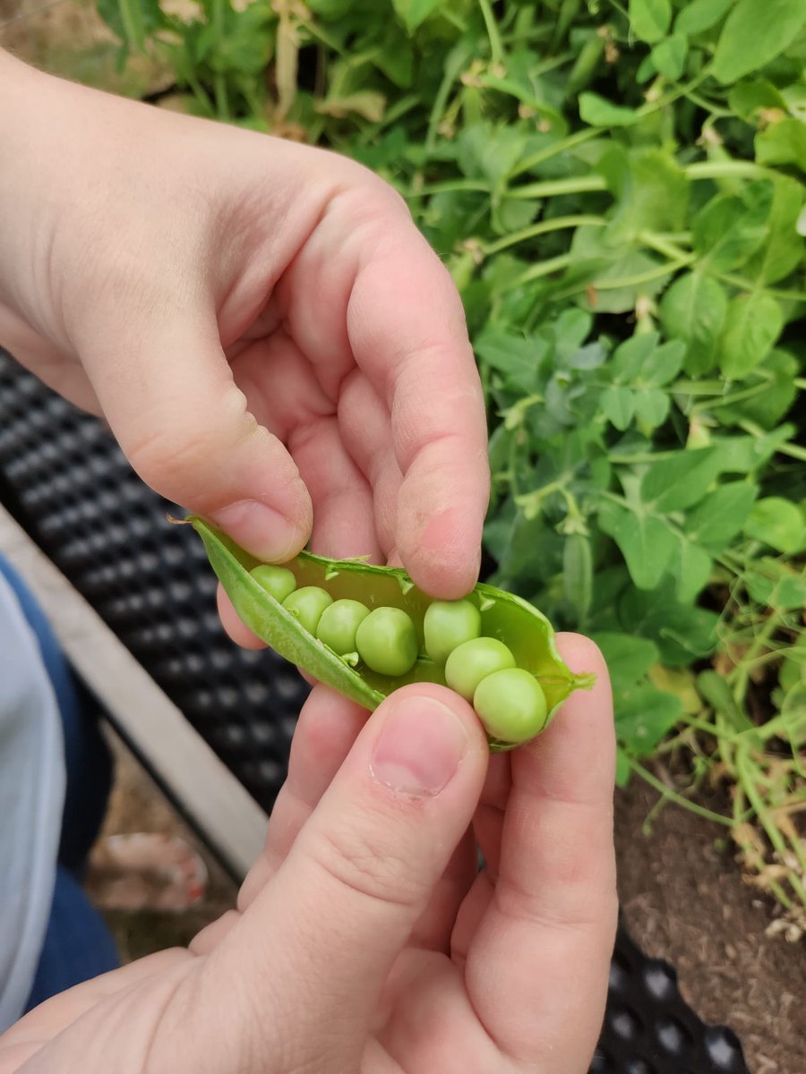 kcirnski's tweet photo. Peas are ready! @Helmholtz_HIPS gardening team tried them fresh and they taste delicious! https://t.co/BFA6BwQ5xc