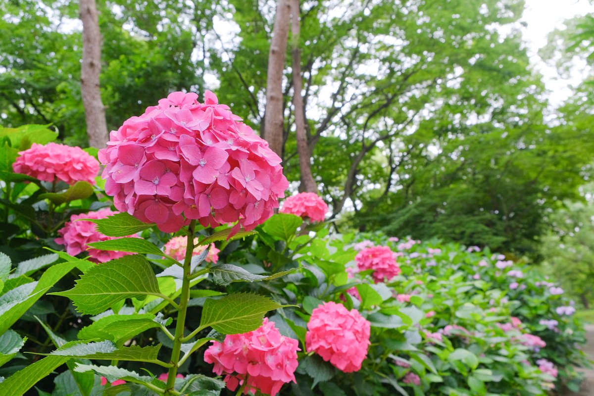 kawaieiju's tweet photo. 今の時期、あじさい園は人でいっぱいです。人がいなくなる一瞬を待ってるのも撮影なんですよねぇ。でも、待ってる間に蚊に刺される(泣)
#あじさい #アジサイ #紫陽花 #あじさい園 #長居植物園 #hydrangea #hydrangeagarden https://t.co/GK8J6j2L3J