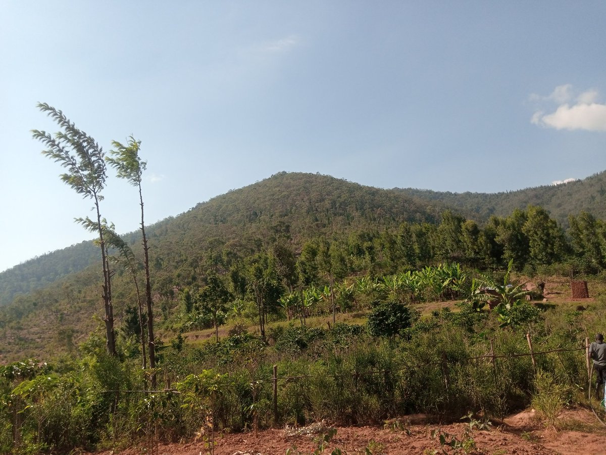 NsengimanaJado's tweet photo. Mu bikorwa byatashywe mu mihigo ya 2021-2022 muri @MarabasectorH,@HuyeDistrict birimo imihigo yo kuhira imyaka ku buso bunini.Ibi babikesha Amazi meza ava mu misozi Myiza y'#Ibisi,aya mazi yatumye kandi abaturage batuye Umurenge wa #Maraba bose bafite Amazi meza.
#Indatirwabahizi https://t.co/7ERYDjIHnm