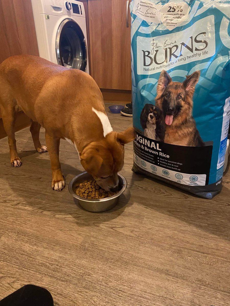 The Pettifor Trust (@pettifortrust) on Twitter photo Say hello to Tinks, another dog supported through our 'Keeping People and Pets Together' Project. Supported by <a href="/burnspetfood/">Burns Pet Nutrition</a>
#BackedByBurns #PoweredByBurns Say hello to Tinks, another dog supported through our 'Keeping People and Pets Together' Project. Supported by <a href="/burnspetfood/">Burns Pet Nutrition</a>
#BackedByBurns #PoweredByBurns