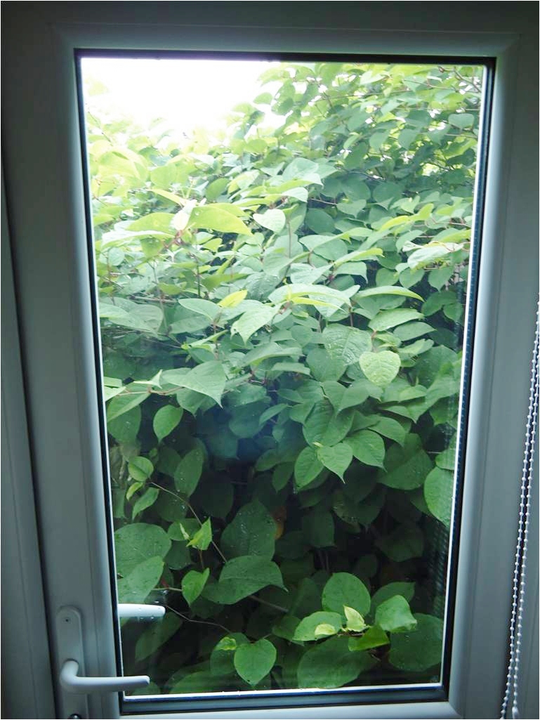 Knock knock..... #whosthere #invasiveplant #japaneseknotweed