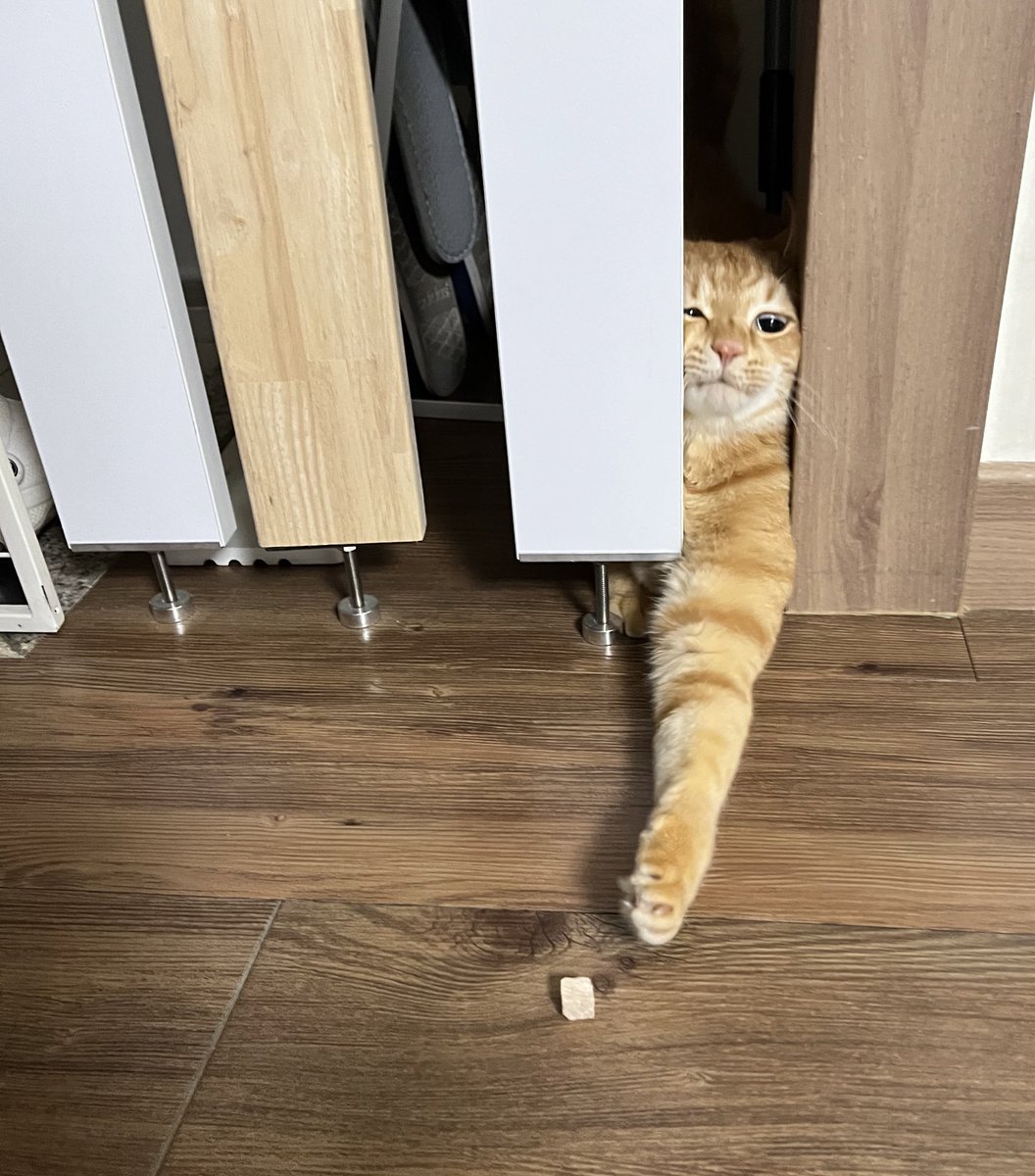울음따발총🤦♂️ 약밥임자🐱 tweet media