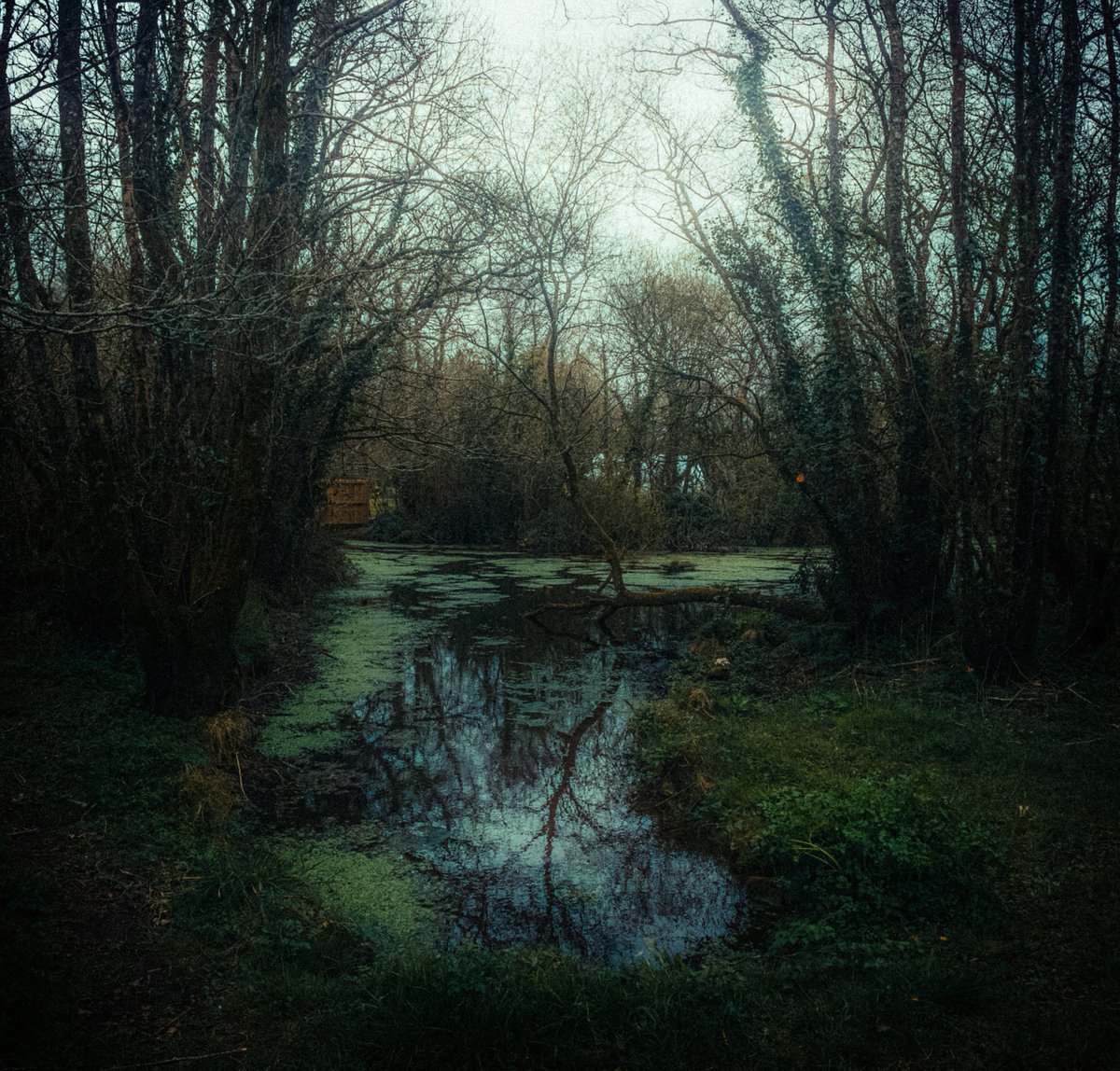 artofseanmurphy's tweet photo. The Calming Force Of Life https://t.co/YcXNPrjHjb