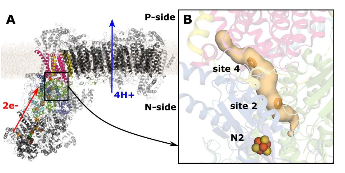 vivekvivsharma's tweet photo. Check our new work on respiratory complex I. #MDsimulations by @JonathanLasham @OutiHaapanen 

https://t.co/V7ZdbXh0Mk

@KumpulaScience @BIOTECH_UH @helsinkiuni @SigridJuselius @SuomenAkatemia #JAES #Ehrnrooth @CSCfi https://t.co/MlZvQjxtB0