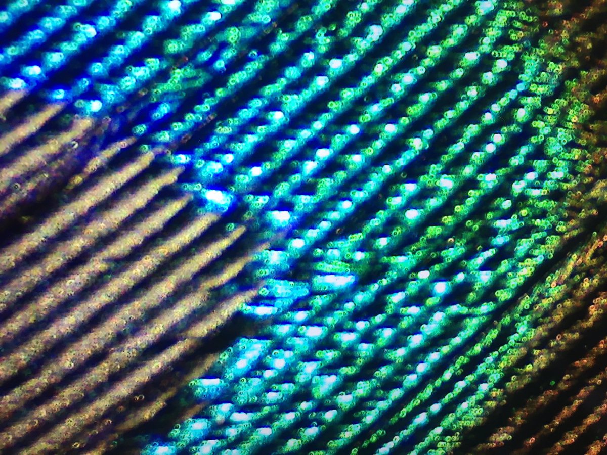 20x optical zoom on a peacock feather under a @zeiss_micro optical microscope @DiscovMaterials stand #BigBangFair https://t.co/2iD8qfbF9C