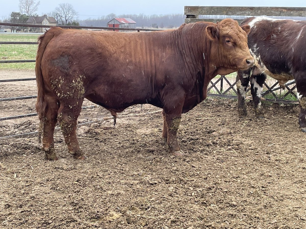 Blair Williamson tweet media