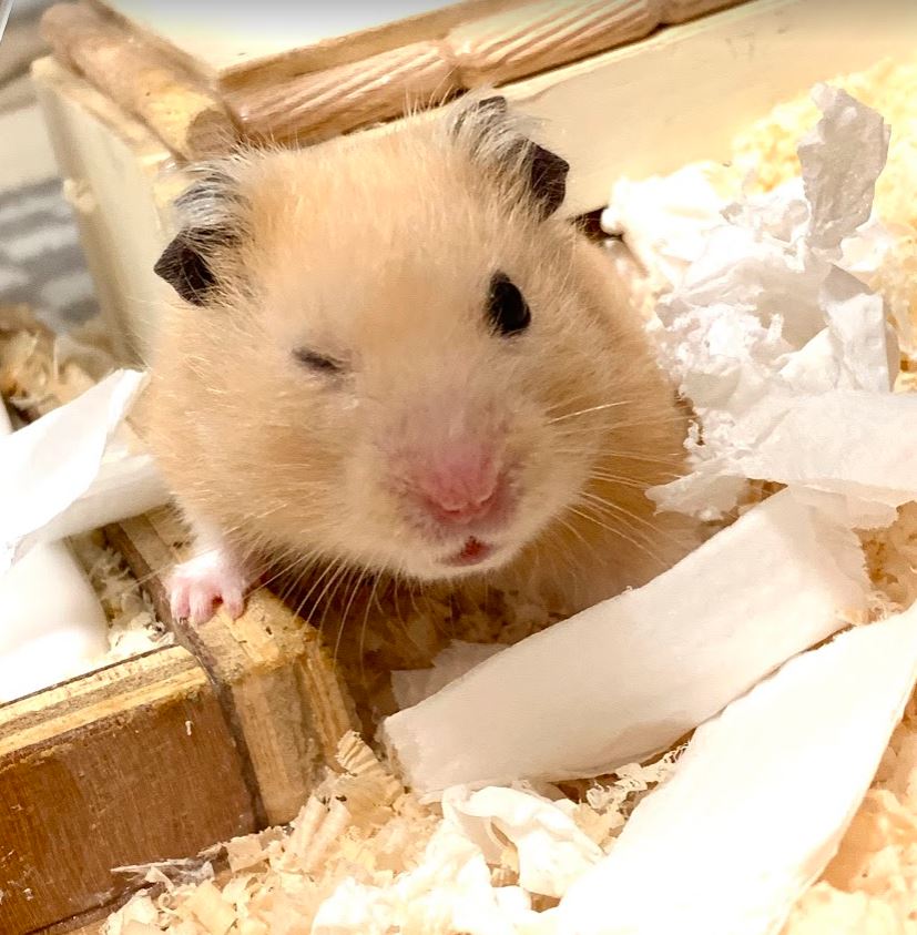 どんちゃん、かわいいだけでなく飼い主の仕事をずっと見張ってて偉い… 