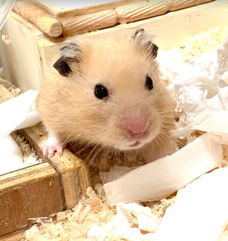 どんちゃん、かわいいだけでなく飼い主の仕事をずっと見張ってて偉い… 