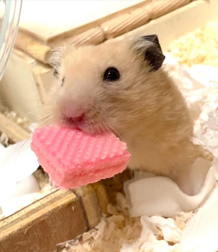 どんちゃん、かわいいだけでなく飼い主の仕事をずっと見張ってて偉い… 