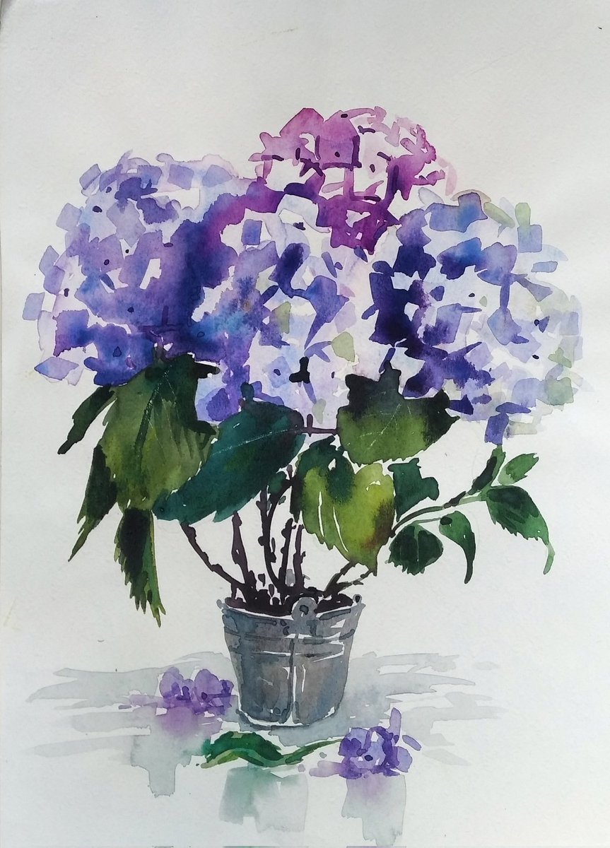 ahoog2's tweet photo. Hydrangea in a small bucket. #watercolorpainting #Watercolour #art #ArtistOnTwitter #flower #watercolor https://t.co/y9aFYy0RMS