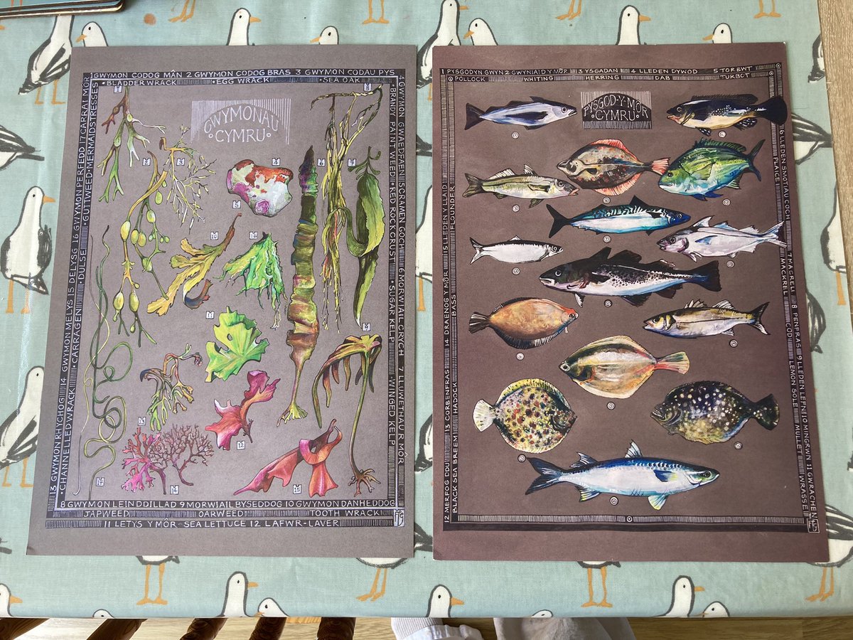 BeccyMacD's tweet photo. Absolutely delighted with these beautiful prints of #seaweeds and #fish in #English and #cymraeg - stunning @ffion_gwyn !! 💙 https://t.co/QyqKeAhT1g