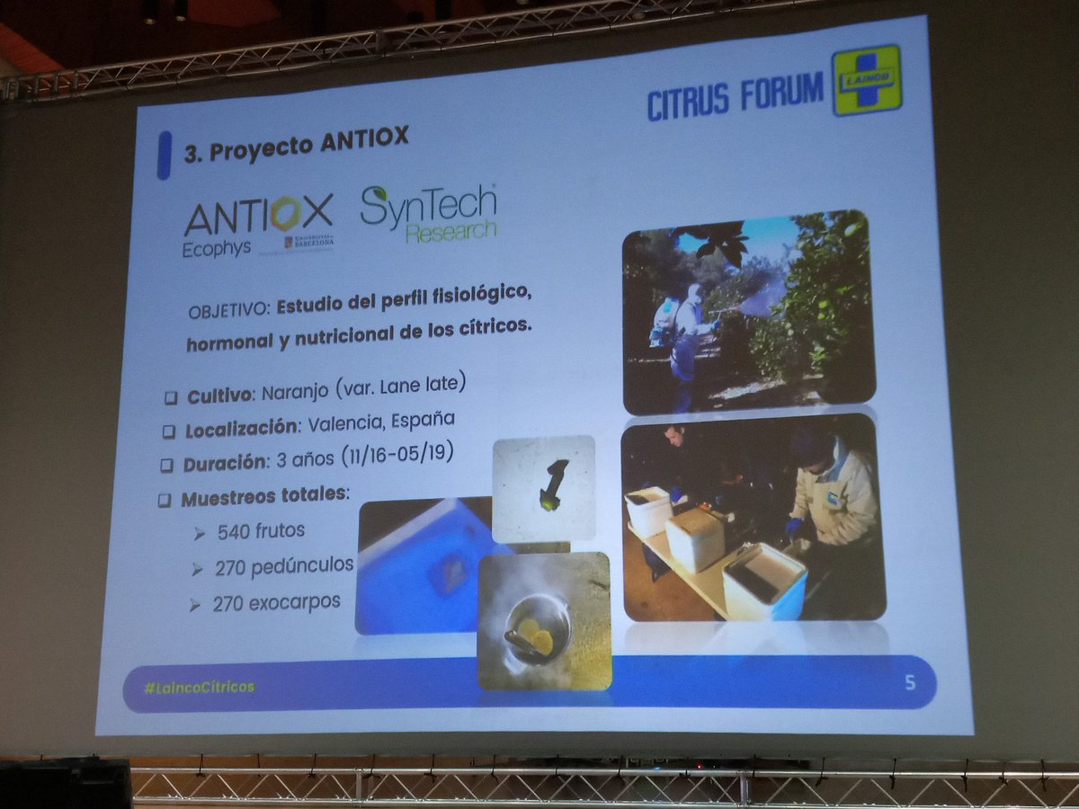 CitrusForum's tweet photo. 'Abscisión de fruto depende de gradiente etileno/auxinas' 🍋
#ANTIOX: estudio del perfil fisiológico, hormonal y nutricional
#LanguantPrime: efecto similar a auxinas sintéticas y apto para #ecológico
Esto y más nos cuenta Hugo Cores de @LaincoAgro
#CitrusForum #LaincoCítricos https://t.co/FxL02x1aa4